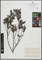 Foto von Salix arenaria L.